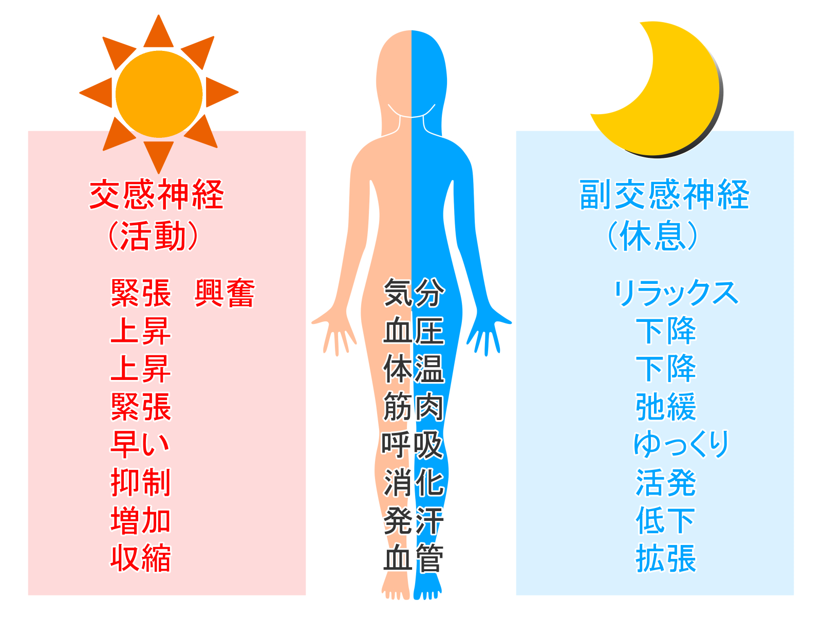 交感神経と副交感神経のはたらきを比べた図。呼吸は交感神経側が早い、副交感神経側がゆっくりと示されている