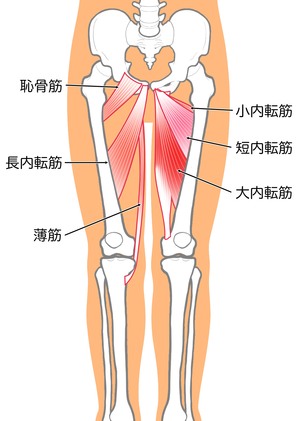 太ももの内側(股関節内転筋群)の解剖図