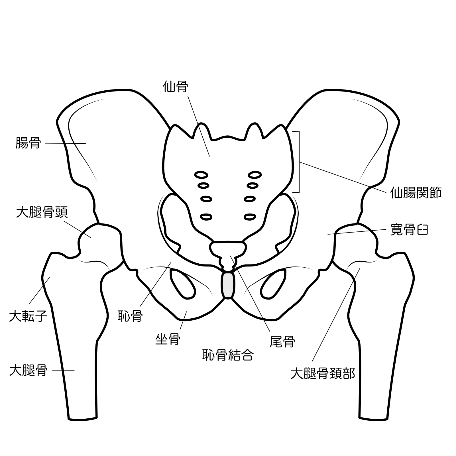 骨盤の骨格図。仙骨と腸骨のつなぎ目が仙腸関節